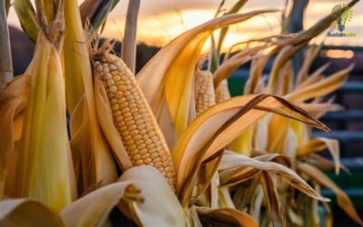 Is Corn Husk the Future of Eco-Friendly Living? Ripe corn cobs with golden corn husk ready for harvest.