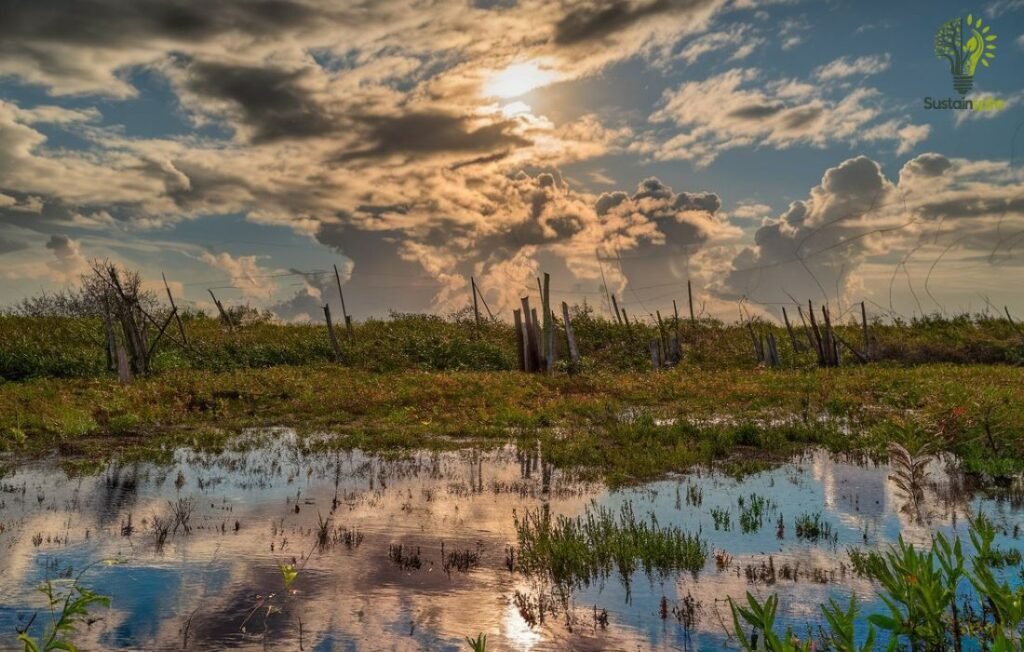 Florida Everglades landscape with flooded grasses and dramatic sunset.