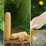 A collage showcasing the natural-sponge-plant, including a growing luffa gourd, dried loofah sponges, and close-ups of their fibrous texture.